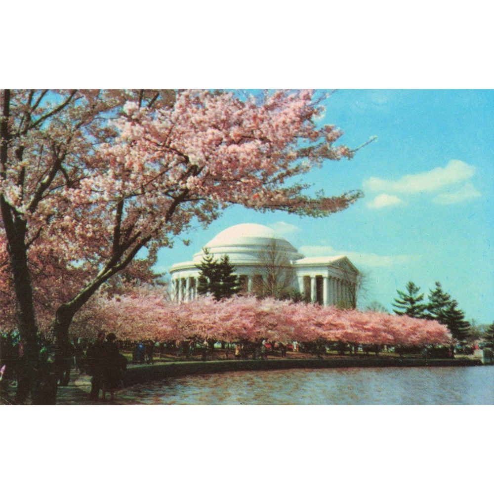 Vintage Jefferson Memorial Cherry Blossoms Washington DC Postcard PE-55